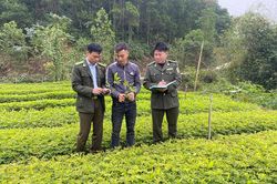 Quản lý sản xuất, kinh doanh giống cây lâm nghiệp