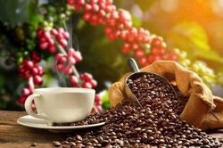 Cà phê tăng đến 1.200 đồng/kg