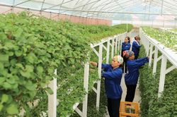 Nhiều lợi ích khi áp thuế giá trị gia tăng với phân bón
