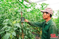 Mường Sang sản xuất rau phục vụ thị trường Tết