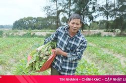 Nông dân ven biển Hà Tĩnh tất bật thu hoạch củ cải