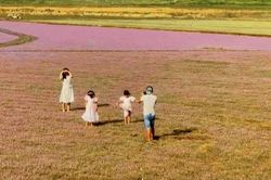 Đồng Nai: 'Mướt mắt' với cánh đồng hoa dại ở Cát Tiên