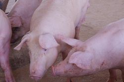 Giá lợn hơi hôm nay 25/11/2024: Miền Bắc giảm mạnh