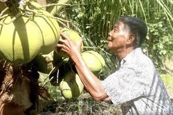 Hỗ trợ nông dân sản xuất nông nghiệp tốt được cấp mã số vùng trồng, vùng nuôi