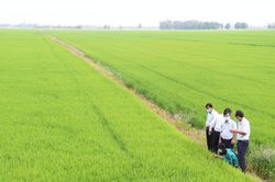 Giá lúa gạo hôm nay 26/11/2024: Không có biến động