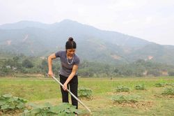Bảo Yên: Diện tích cây vụ đông tăng 63% so với kế hoạch