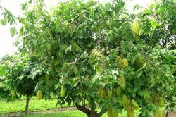 Loại cây ăn quả trồng sân vườn dễ chăm sóc, hiệu quả và làm đẹp không gian sống