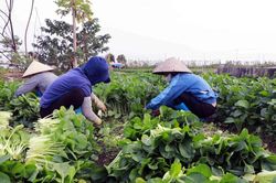 Quảng Ninh: Thúc đẩy trồng trọt vụ Đông để khắc phục thiệt hại do bão số 3