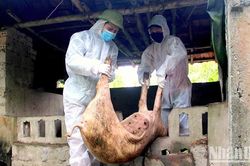Triển khai quyết liệt, đồng bộ các giải pháp phòng chống dịch bệnh cho gia súc