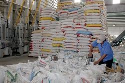 Giá lúa gạo hôm nay 28/11/2024: Giá lúa tăng nhẹ, giá gạo giảm