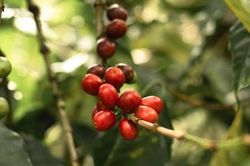 Việt Nam trở thành tâm điểm của cơn sốt giá cà phê toàn cầu