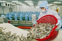 Xuất khẩu tôm sang Mỹ tăng mạnh nhưng còn đó nỗi lo