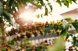Giá cà phê hôm nay 29/11: chưa ngừng tăng, cà phê lập đỉnh lịch sử