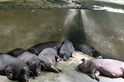 Giá lợn hơi hôm nay 28/11/2024: Đồng loạt tăng 1.000 đồng/kg
