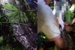Clip: Người đàn ông cao 1m6 được lấy ra từ bụng 1 con trăn