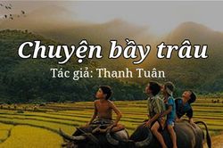 Tản văn hay: Chuyện bầy trâu