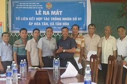 Thành lập Tổ liên kết hợp tác trồng nhãn