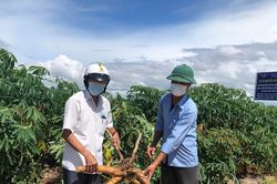 Gia Lai: Sản lượng chế biến tinh bột sắn tăng 21%