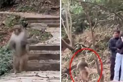 Con khỉ chạy 2 chân y hệt con người khiến ai cũng ngạc nhiên, liệu có dị thường?