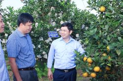 Kết quả thực hiện chỉ tiêu kinh tế - xã hội huyện Thanh Chương năm 2024