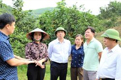 Phó Chủ tịch UBND tỉnh Nguyễn Văn Đệ kiểm tra mô hình trồng cam hữu cơ tại huyện Thanh Chương