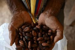 Thị trường cacao toàn cầu đối mặt thách thức kép