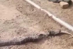 CLIP: Kinh hãi trước cảnh tắn hổ mang chúa 'khủng' nuốt trăn ngay trước mặt mọi người