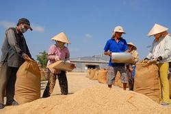 Giá lúa gạo hôm nay 5/12/2024: Gạo xuất khẩu giảm nhẹ