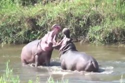 CLIP: Hà mã 'đấu võ mồm' giành quyền thống trị bầy đàn và cái kết