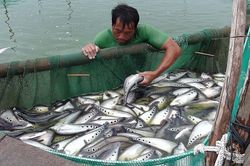 Hậu Giang: Sản lượng thủy sản 11 tháng năm 2024 ước đạt hơn 79,2 ngàn tấn