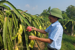 Thanh long ruột đỏ Lập Thạch vào vụ Tết