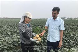'Thủ phủ' củ đậu Hải Dương giảm 50% sản lượng