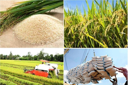 Xuất khẩu gạo đạt kỷ lục, vượt 5,3 tỷ USD