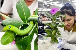 Nữ công nhân Hà Nam có 'thú cưng' đặc biệt, nhìn rợn tóc gáy