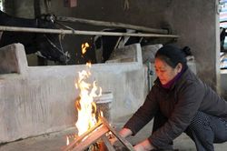 Vùng cao Nghệ An chủ động chống đói, rét cho vật nuôi