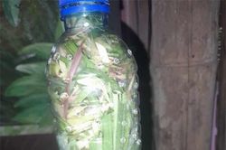 Nhà nào cũng nên tự làm lọ tinh dầu đuổi muỗi cực đơn giản này: Hiệu quả, an toàn, không hóa chất