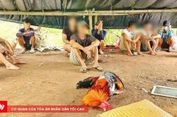 Giả vờ hẹn nhau uống cà phê để đá gà ăn tiền