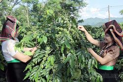 Xây dựng thương hiệu để nông sản vươn xa