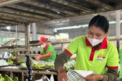 Thị trường ngày càng khắt khe, xuất khẩu rau quả làm gì để giữ vững 'phong độ'?