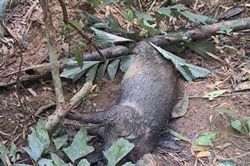Tìm nguyên nhân hàng chục cá thể lợn rừng chết dọc khe, suối trong Vườn Quốc gia Pù Mát