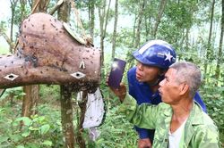 Người dân ở Nghệ An vào mùa săn ong mật giống