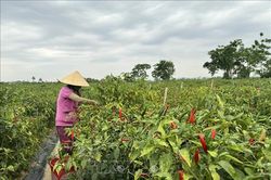 Tái cơ cấu nông nghiệp theo hướng bền vững