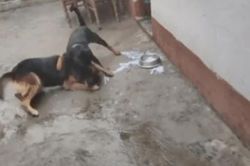 CLIP: Vì miếng ăn, Becgie đối đầu quyết liệt với Rottweiler, ai mới là kẻ chiến thắng thực sự?