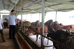 Chuẩn bị các điều kiện để bảo vệ đàn vật nuôi trong mùa đông