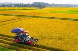 Giá lúa gạo hôm nay 11/12/2024: Tăng giảm trái chiều