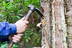Giá nhựa thông tăng trở lại, lao động Nghệ An bám rừng khai thác