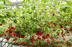 Trồng rau sạch tại nhà có thật sự an toàn và đem lại năng lượng tích cực?