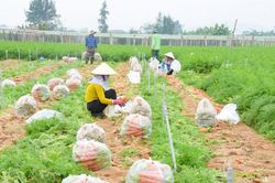 Vùng chuyên canh rau màu lớn nhất Nghệ An vào vụ thu hoạch