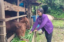 Vùng đất đỏ Bazan Gia Lai - Đổi thay nhờ nguồn vốn tín dụng chính sách (Kỳ 2)