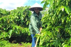 Vùng đất đỏ Bazan Gia Lai - Đổi thay nhờ nguồn vốn tín dụng chính sách (Kỳ 1)